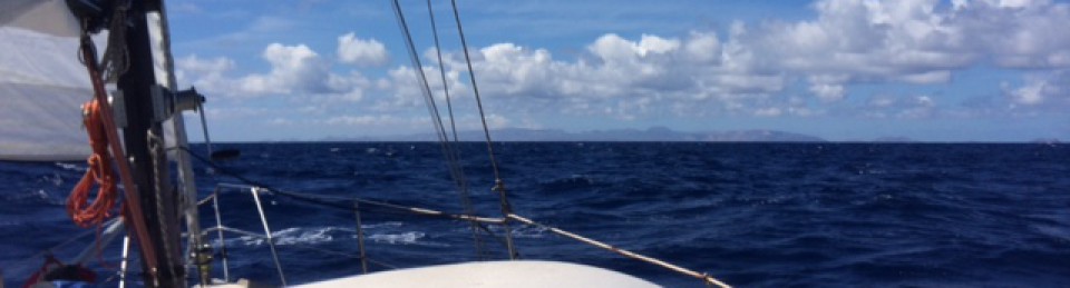 Sailing Windflower