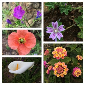 Blomor på Faial