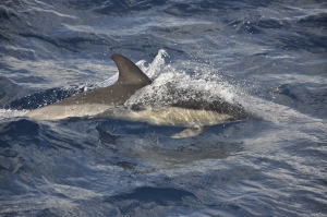 Vanlig delfin