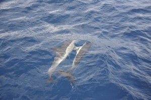 Vanlig delfin, Atlanten